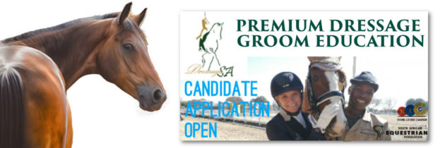 Premium Dressage Groom 2020